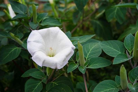 Moonflowers: A Gateway to Spirituality and Divination